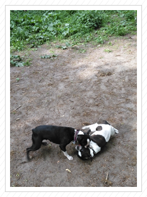 Toben mit einem anderen Bosti - August 2015 Toben mit einem anderen Bosti - August 2015