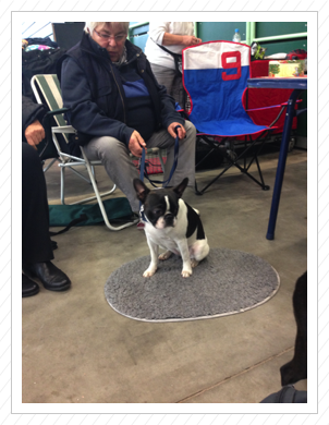 Bea und Frauchen zu Besuch auf der Terrier-Ausstellung in Paaren im Glien am 22.11.2014
