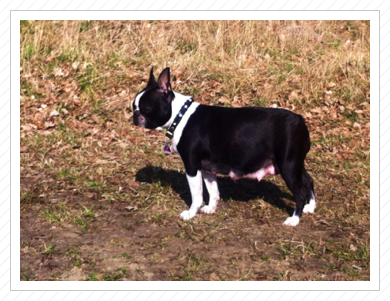 Mama „Käthchen“ trächtig am 03.03.2014