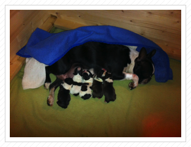 15.03.2014 - Die Welpen sind geboren und alle sind wohlauf 15.03.2014 - Die Welpen sind geboren und alle sind wohlauf
