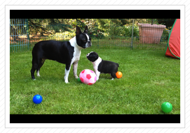 Calimero und Käthchen - 12.06.2015 Calimero und Käthchen - 12.06.2015