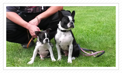 Cody mit Mama Annabel auf der Ausstellung in Mittenwalde