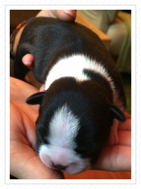 Carla von St. Aaken - 09.05.2015 - Gewicht 445 g Carla von St. Aaken - 09.05.2015 - Gewicht 445 g