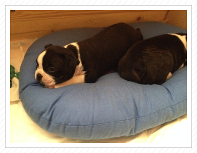 Carla mit Brüderchen Calimero am 18.06.2015 Carla mit Brüderchen Calimero am 18.06.2015