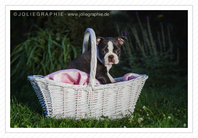 ... Joliegraphie .... ... Joliegraphie ....