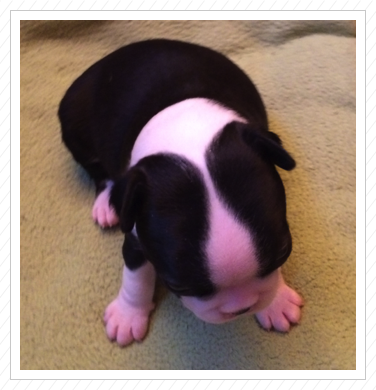 950 g schwer - 24.05.2015 950 g schwer - 24.05.2015