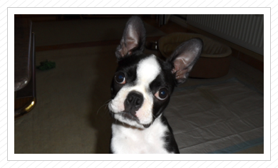 süßes Gesicht - September 2015 süßes Gesicht - September 2015