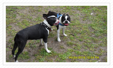 Bosti-Treffen - 30.04.2016 Bosti-Treffen - 30.04.2016