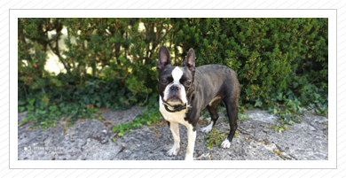... süßer Boston-Terrier ... süßer Boston-Terrier