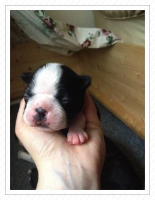 521 g wiegt der kleine Mann nun - 14.05.2015 521 g wiegt der kleine Mann nun - 14.05.2015