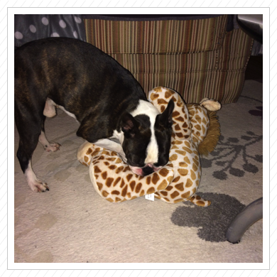 Costello mit seiner geliebten Giraffe Costello mit seiner geliebten Giraffe
