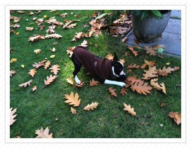 Mitte Oktober 2015 Mitte Oktober 2015