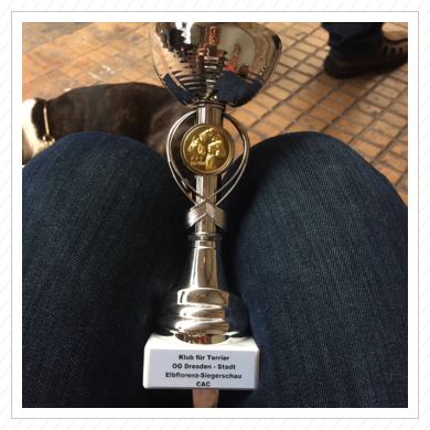 schöner Pokal für Tonio auf der Terrierausstellung in Dresden - V1 + J-CAC am 04.09.2016
schöner Pokal für Tonio auf der Terrierausstellung in Dresden - V1 + J-CAC am 04.09.2016