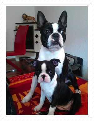Der stolze Crisou mit Baby von Xibibi - 07.04.2016 Der stolze Crisou mit Baby von Xibibi - 07.04.2016