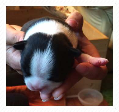 Ab nun: Crisou von St. Aaken - 09.05.2015: 425 g