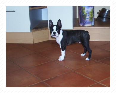 der kleine Prinz ist nun schon 13 Wochen jung und hat sich toll entwickelt der kleine Prinz ist nun schon 13 Wochen jung und hat sich toll entwickelt