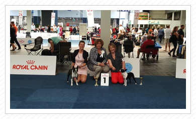 Crisou am 30.06./01.07.2018 auf der CACIB / VDH Anual Tropy Show in Hannover Crisou am 30.06./01.07.2018 auf der CACIB / VDH Anual Tropy Show in Hannover