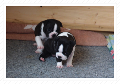 Calimero mit Schwesterchen Carla - 02.06.2015 Calimero mit Schwesterchen Carla - 02.06.2015