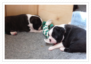 Costello und Coco Costello und Coco