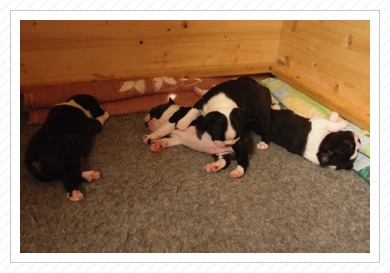 Alle sind satt.... Alle sind satt....
