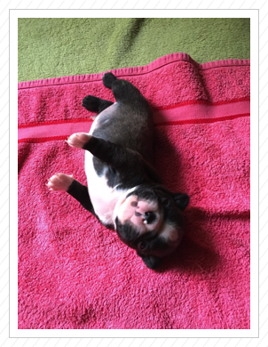 Daimon mit 630 g - 17.07.2016 Daimon mit 630 g - 17.07.2016