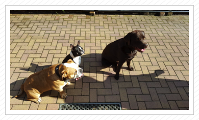 Daimon and Friends - Oktober 2017 Daimon and Friends - Oktober 2017