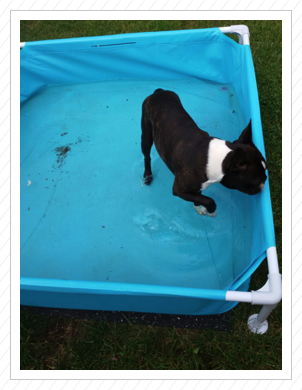 Baden im Pool - Juli 2017