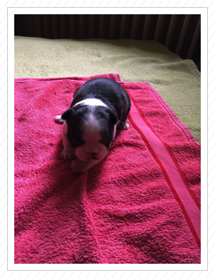 Darina mit 810 g - 17.07.2016 Darina mit 810 g - 17.07.2016