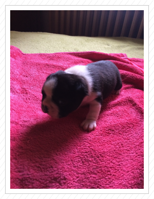 Diego mit 825 g - 17.07.2016 Diego mit 825 g - 17.07.2016