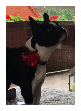Diego an seinem 1. Geburtstag - 30.06.2017 Diego an seinem 1. Geburtstag - 30.06.2017