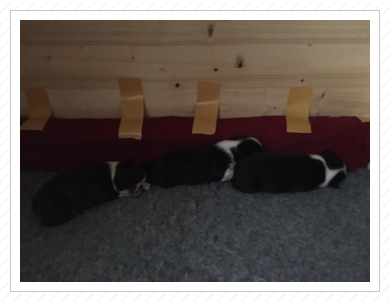 Gruppenkuscheln ohne Diego :) Gruppenkuscheln ohne Diego :)
