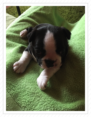 Eddy im Alter von knapp vier Wochen :) Eddy im Alter von knapp vier Wochen :)